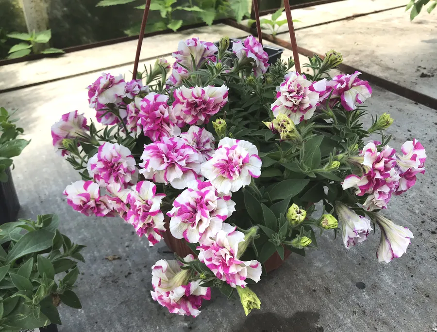 Петуния серии Origami цвет Pink touch