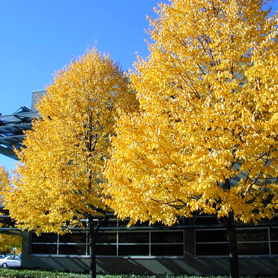 Липа сердцевидная (мелколистная)