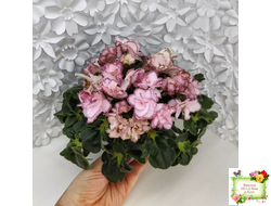 АВ-Капучино (Фиалковод) 2020 г. (лист укоренённый)