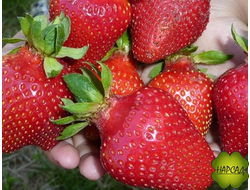 КЛУБНИКА "АЗИЯ" (РАННЯЯ, АРОМАТНАЯ, ВКУСНАЯ) Р9