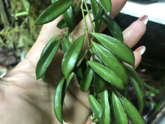 Hoya sp. (EPC-319, PG-04, very small leaves, mini wayetii)