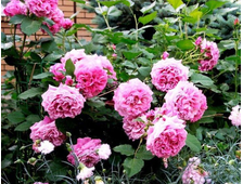 Агнес Шилингер роза