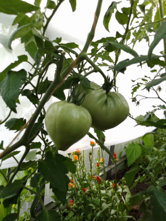 Семена томата Вишневый от Zuzy