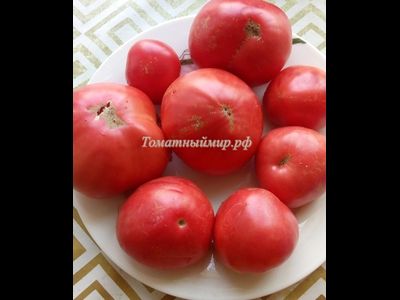 Томат Минусинский властелин