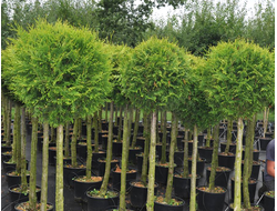 Туя западная Brabant, шар, C20