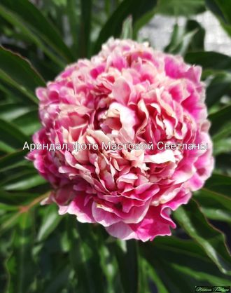 Paeonia Arindal