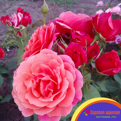 Аптаун Гёрл (Uptown Girl)