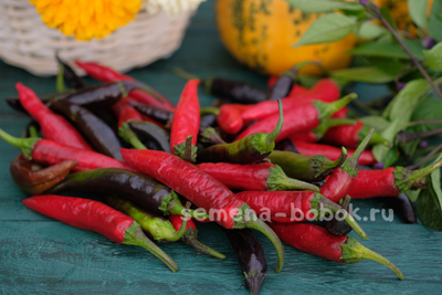 Перец сладкий Мурасаки Тогараши Ямато, 10 шт