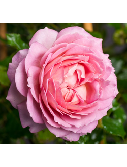 Джубили Селебрейшн (Jubilee Celebration)