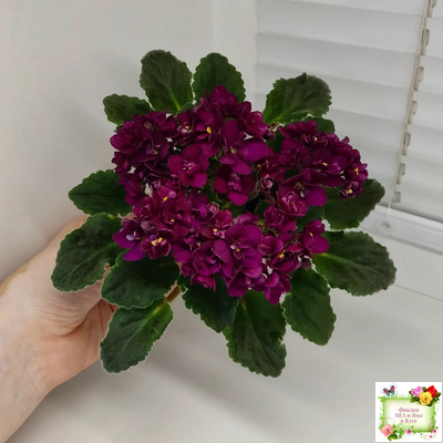 Jolly Fire (H.Pittman) (9715) 01/15/2007