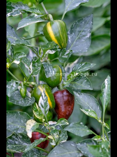 Перец сладкий Madame Paraplü (Мадам Параплю), 10 шт