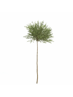 стриженые Берёза карликовая на штамбе 006_v1