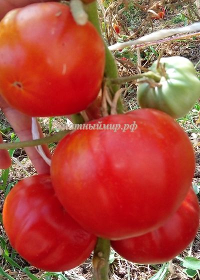 Томат Яблочный большой план (Jabucar Velika Plana, Ябукар велика плана)