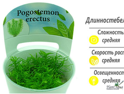 Погостемон эректус