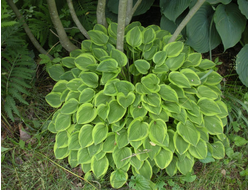 Хоста Golden Tiara, C2