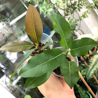 Ficus Superba compacta = Fiсus sр.(T33) Nаkorn Раthom Thаiland