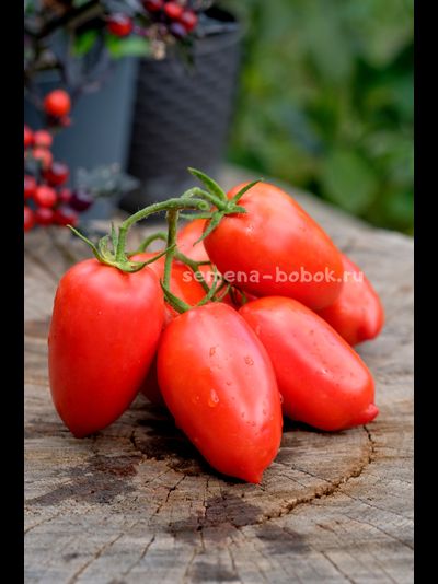 Томат Гаспачо, 10 шт