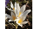 Crocus speciosus alba