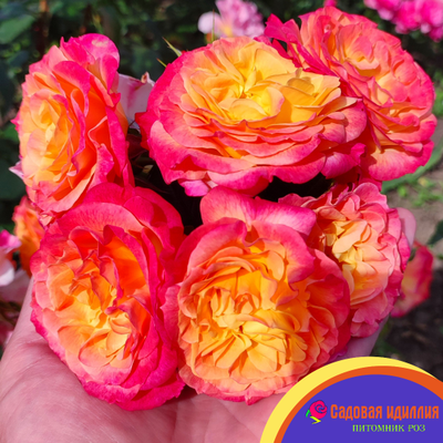 Гартеншпас (Gartenspass)