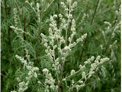 Полынь обыкновенная (Artemisia vulgaris) 5 мл - 100% натуральное эфирное масло