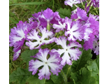Primula sieboldii Lacy Lady