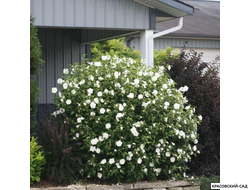 Гибискус Вайт Шифон - White Chiffon