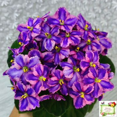 СГ-Каспер (И.Киселёва/С.Голубцова) химера