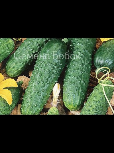 Огурец Герман F1, 5 шт