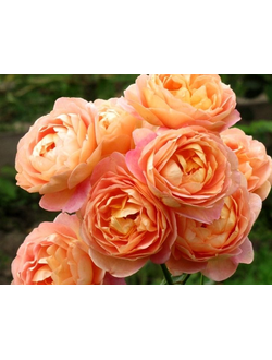 Леди Оф Шалот (Lady of Shalott)
