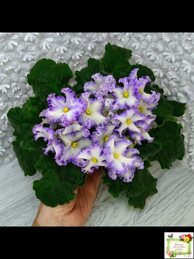 РМ-Франческа (Н. Скорнякова) 2019 г.