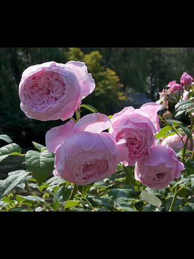 Спирит оф Фридом (Spirit of Freedom)