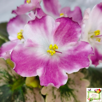 АВ-Птица Певчая (Фиалковод) 2022 г. (лист посажен 29.01.26)