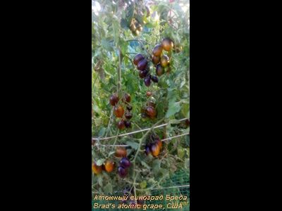 Томат Атомный виноград Бреда (Brad's atomic grape) США