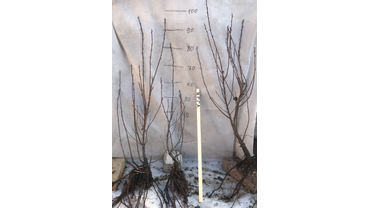 Двулетний саженец ирги канадской.
