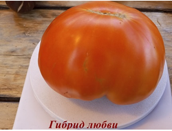 Томат Гибрид любви