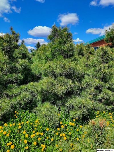 Корейский кедр 4 метра