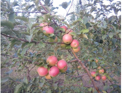 Фаворит (яблоня)