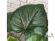 Фикус Умбеллата / Ficus Umbellata