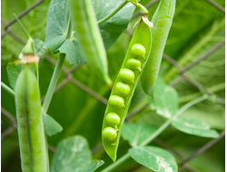 Горох Остинато РС1