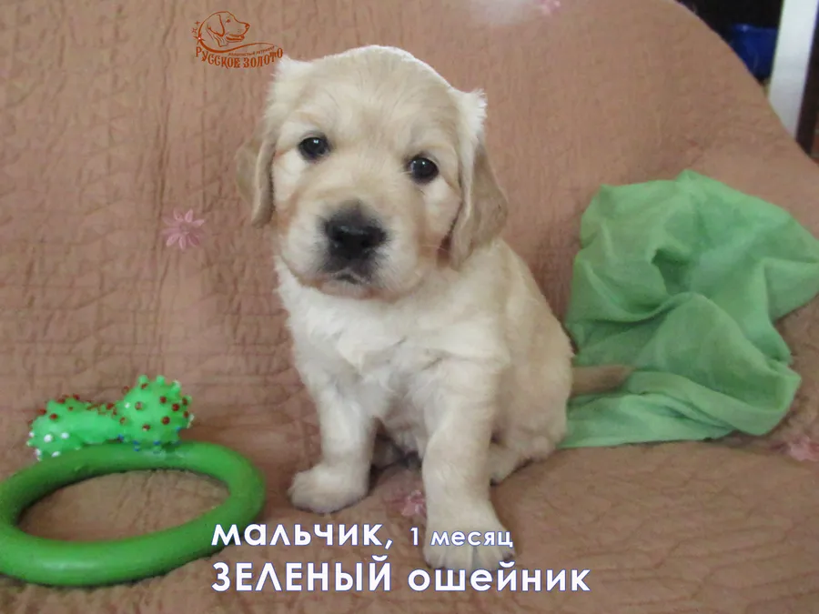 1 месяц. Мальчик ЗЕЛЕНЫЙ ошейничек