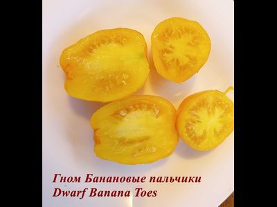 Томат гном Банановые пальчики (Banana Toes Tomato)
