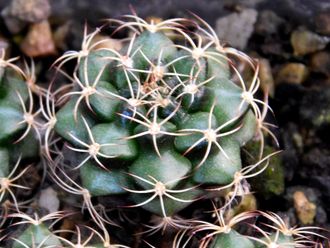 Gymnocalycium bruchii v. niveum VG 536