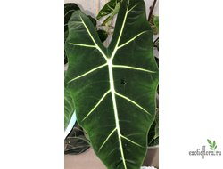 Alocasia Micholitziana 'Frydek' / Алоказия Мишольца Фрайдек