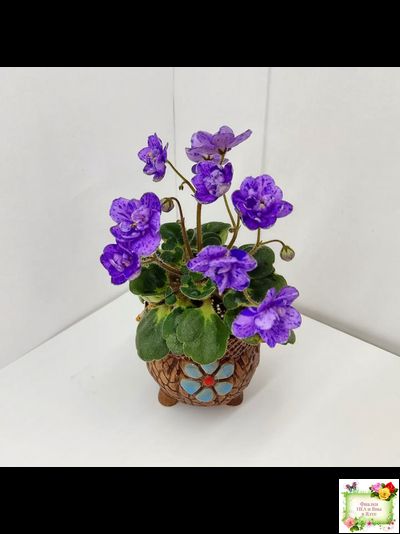 Milady (C.Russell) 01/21/1981 (гёрл-лист)