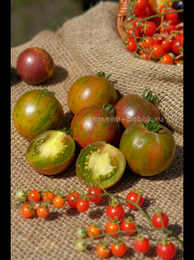 Томат Dwarf Rebel Starfighter Penny Lane (Гном Восставший Звездный Истребитель Пенни Лейн), 10 шт