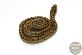 Полоз узорчатый, узорка, Elaphe dione
