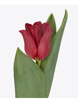 Тюльпан Ред Дресс (Red Dress)  (в упаковке 10 шт. одного сорта)