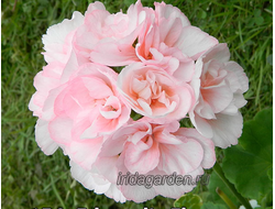 Пеларгония Edwards Elegance