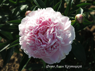 Пион Sarah Bernhardt (Сара Бернар)