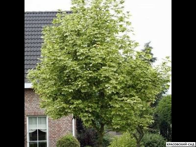 Клен остролистный Друммонди - Drummondii